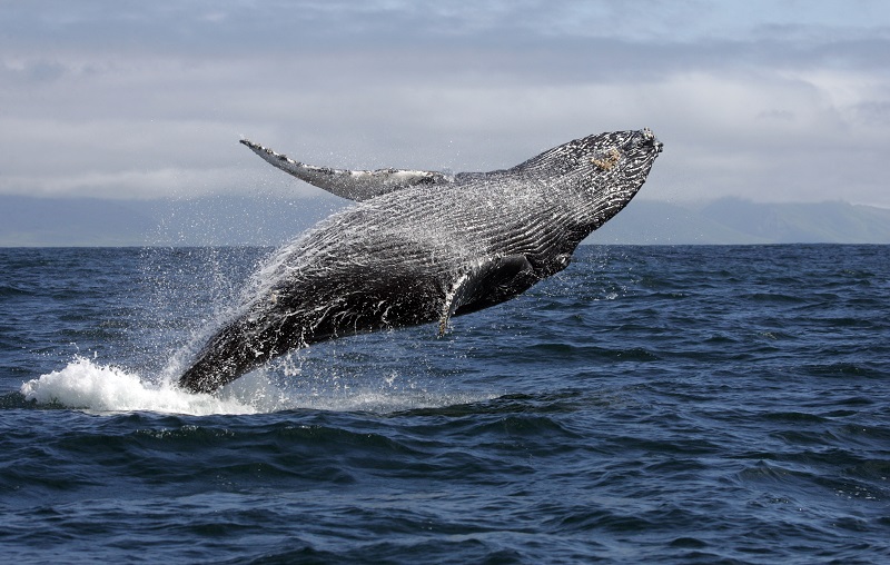 baleia jubarte